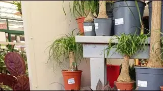 Adagelodam Travel and Life  visits Johnstown Garden Centre