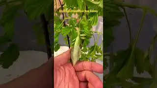 Huge male leaf insect from Laos Cryptophyllium oyae Ban Saleuy 🇱🇦
