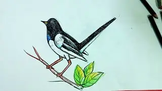How to draw magpie step by step (Very easy) #magpie #drawing