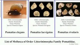 List of Mollusca of Order Littorinimorpha Family Pomatiidae. pomatias elegans ferruginea Leonia