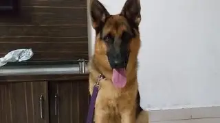 JARMEN SHREEFED DOG 🐕