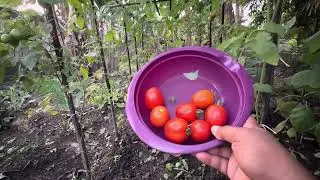 Cara Memetik Buah Tomat yang Benar ~ Cermati Bagian mana yang harus dipotong saat memanen tomat?
