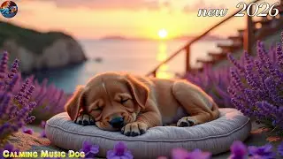 12 HOUR of Dog deep sleep relaxation music🐶Separation anxiety relief and stress 🎵Dog Calming sounds