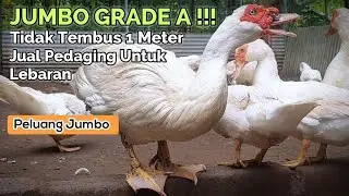 JANGAN SAMPAI SALAH SORTIR ! Ternak Jumbo Grade A Jadi Pedaging Berharap Peruntungan Lebaran