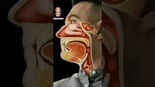 Stop Hayfever and Pollen allergy symptoms || Survival tips for Seasonal Allergic Rhinitis