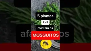 X&ocirc; mosquitos! Repelente natural  #dengue #plantas #mosquito