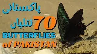 Butterflies of Pakistan | پاکستان کی تتلیاں | इंडो-पाक की तितलियाँ | A SLWD & PBS Documentry