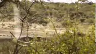 Springbuk pronking in Namibia