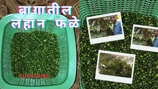 🌿 आमच्या बागेतील सुगंधी मिरपूड तोडणी | Natural Pepper Harvest
