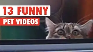 13 Funny Pet Videos Compilation 2016
