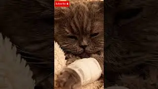 PAIN IN THE BANDAGED PAW  #cat#kucing #kucingsedih #catshorts #catsvideo #shorts