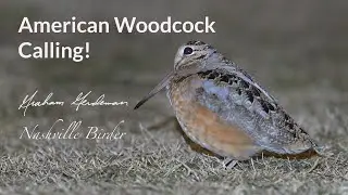American Woodcock Calling