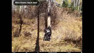 Amur tiger 