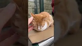 Cold 😔  #cat #cats #shorts #2026 #dream #winter #animals #pets #love #youtube #funnycats #kitten