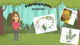 🌿📖 Botany: Pteridophytes and Their Classification 🌱