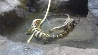 Philippine Water Monitor (Varanus Cumingi), Reptile House, London Zoo, Regents Park, London
