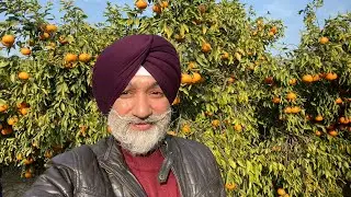 Most Beautiful Kinnow Orchard in India l भारत का सबसे खूबसूरत किऩ्नू बगीचा।