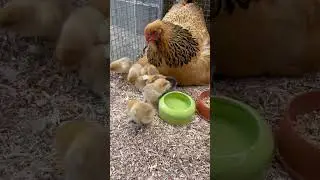 Glucke mit ihren frisch geschl&uuml;pften K&uuml;ken 🐣 #selbstversorgung #zucht #gefl&uuml;gel #brahma #h&uuml;hner