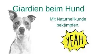 Giardien beim Hund