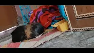 Guineapig cleaning her teeth😬