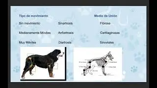 Curso Auxiliar de Veterinario, CLASE 4 Introducción a la Artrología, Curso 100% Gratis