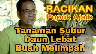 Pupuk ajaib Pak Haji Eng