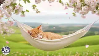 ОЧЕНЬ УСПОКАИВАЮЩАЯ кошачья музыка &mdash; 12 часов кошачьей аудиотерапии для глубокого облегчения 💤🐱