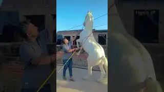 #viral shorts #horse #lover#trending video #trend #explore page#view