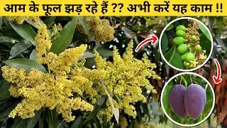 Mango Plant Care After Flowering | आम के पेड़ पर ज्यादा और हेल्दी फल कैसे पाएं?
