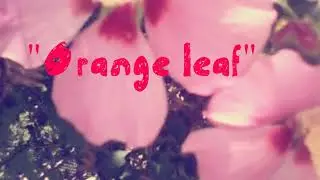 Original song by Str8 2 Veto - Orange Leaf
