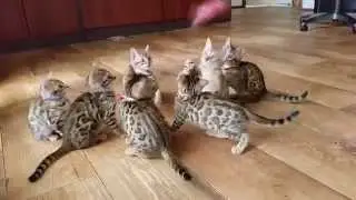 Ashmiyah Bengal Cats | Kittens playing - 2015