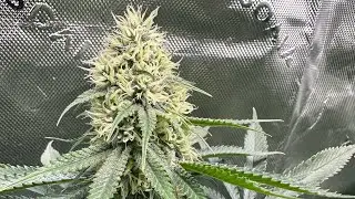 Bruce Banner - End of Week 6 Series 1