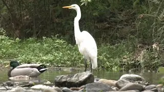 SOUTH OC WILDLIFE HIKE  #OC #OCHAWKNEWS #STRINGERSLIVE