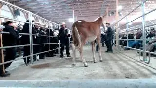 2025 October J&E Colt Sale