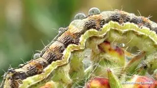Recognising Helicoverpa NPV in the field