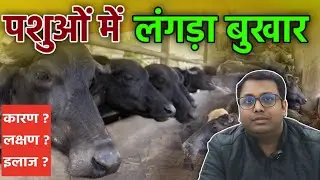 Black Quarter Disease | पशुओं में लंगड़ा बुखार के कारण लक्षण और इलाज | Nishant.G