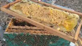 SEU ENXAME PODE FICAR FRACO SE VOC&Ecirc; DEIXAR MAIS DE 2 REALEIRAS