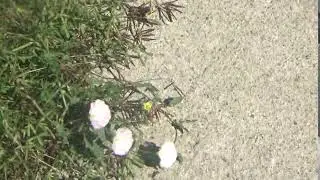 More Buttercups!