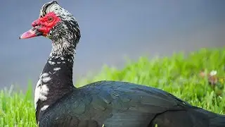 China ducks are calling. Pet animals #insects #animals #shorts