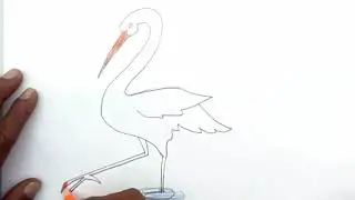 How to draw an amazing Egret Bird - easy tutorial _ Amazing Bok BIrd