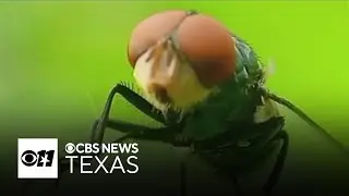 Mexico confirms case of New World screwworm near U.S. border