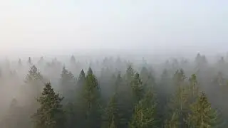 Fog over Forest