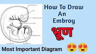 How To Draw An Embryo Easily||Embryo Diagram|| #creativeartist @RahulArtsparmar Biology Diagram #art