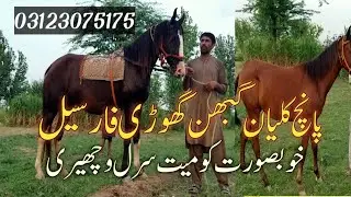 Beautiful Pregnant Mare for sale | Ghaban ghori for sale | Saral Komait Wacheri For Sale
