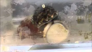 Mating behaviour of undate nerites (prior to copulation)