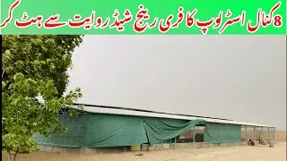 Australorp Business in Pakistan |Australorp Free Range Shed in Pakistan