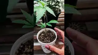 COOKIES KUSH 2&ordf; Semana (Clone)