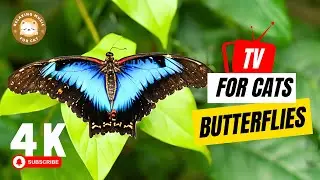 Butterfly TV for Cats: Ultimate Entertainment for Your Furry Friends! 🐱 Relaxing Music for Cat
