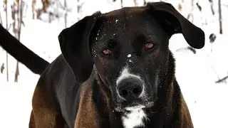 Weimaraner Lab Mix or Labmaraner - Playing In Snow