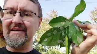 Каранджа - Pongamia pinnata